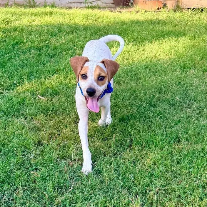 Scout