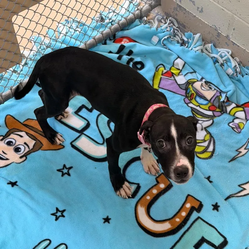 A baby small-sized female Black Pit Bull Terrier dog named Starlight for adoption in Indianapolis, IN