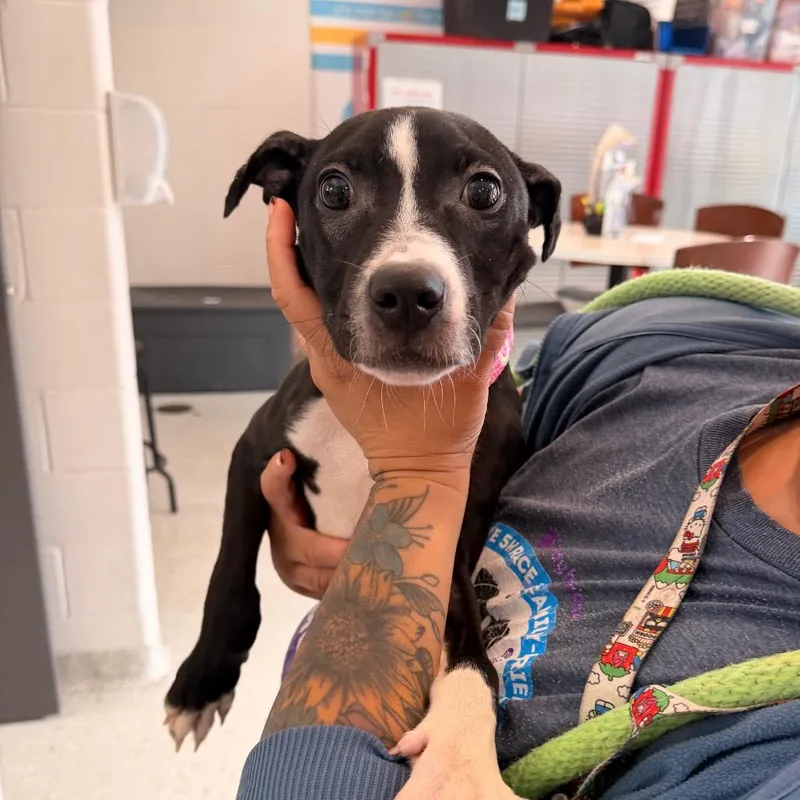 Starlight thumbnail 2