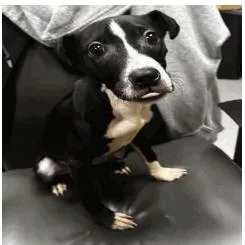 Starlight thumbnail 3