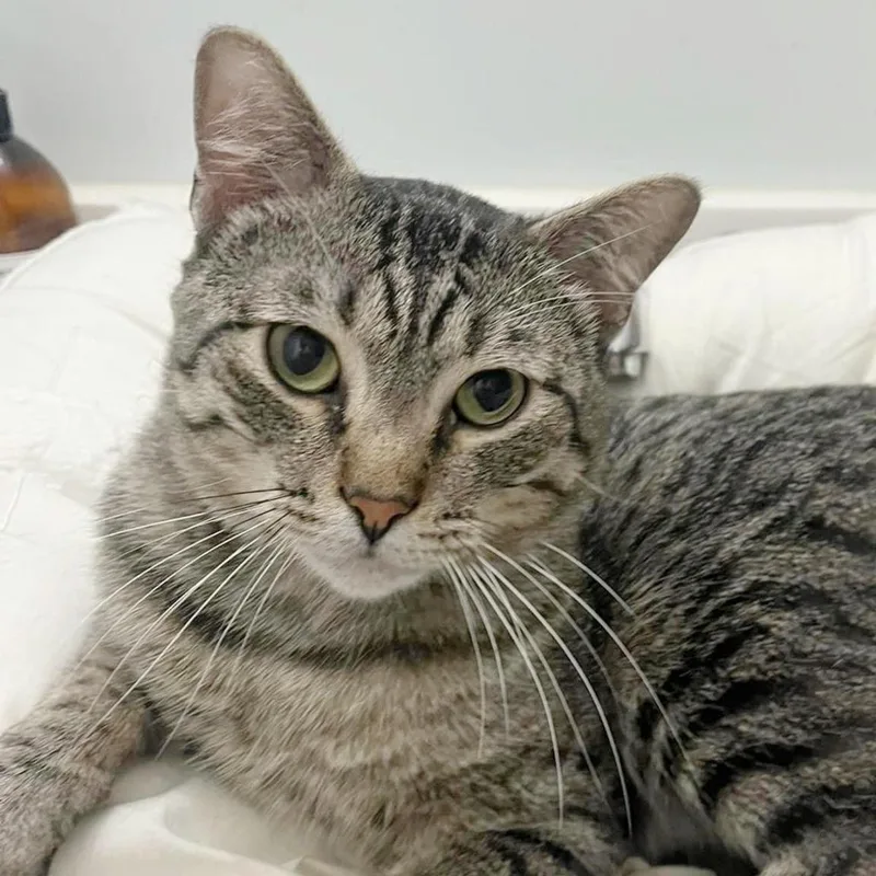 A senior large-sized male Black Domestic Short Hair cat named Augustus for adoption in Wichita, KS