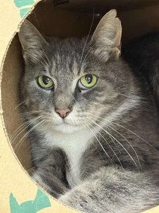 An adult medium-sized female Domestic Short Hair cat named Anna for adoption in West Chester, PA