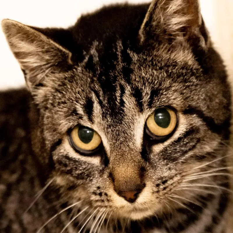 An adult medium-sized female Tabby (Brown / Chocolate) Domestic Short Hair cat named Pooka for adoption in Victor, NY