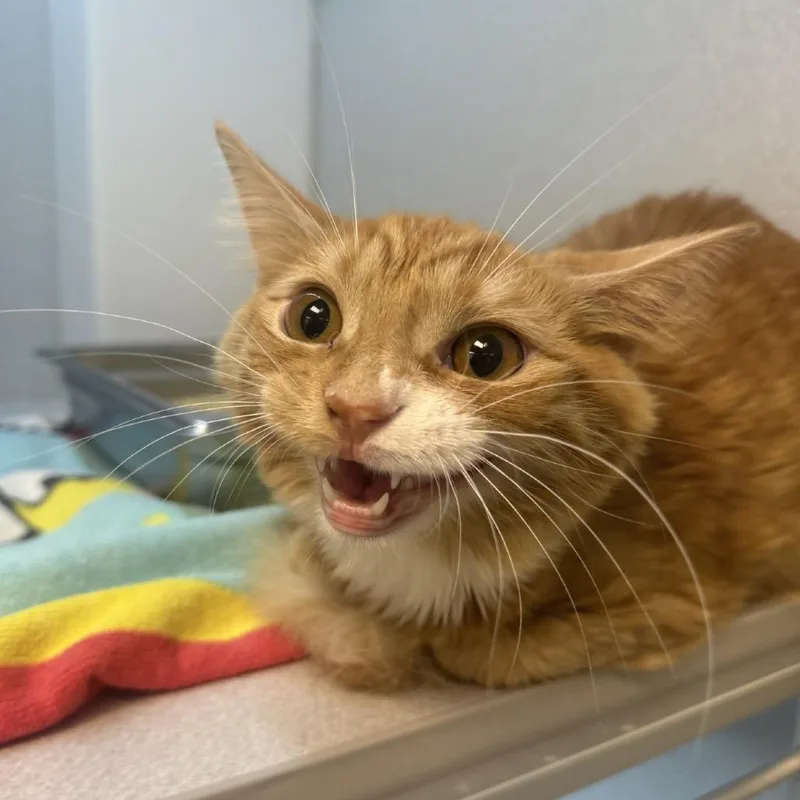 A young medium-sized female Orange / Red Domestic Long Hair cat named Ginger for adoption in Pittsburgh, PA