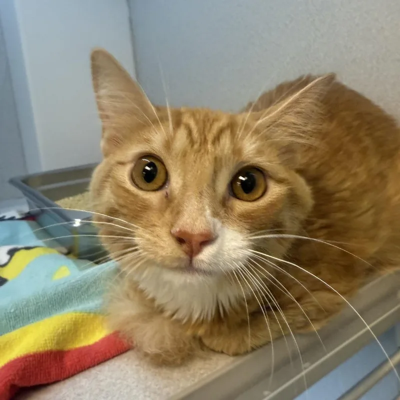 Ginger thumbnail 2