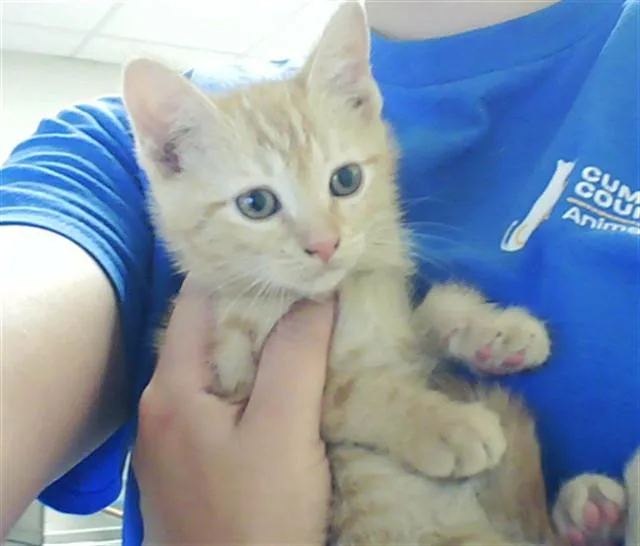 A baby small-sized male Domestic Short Hair cat named Richard for adoption in Fayetteville, NC