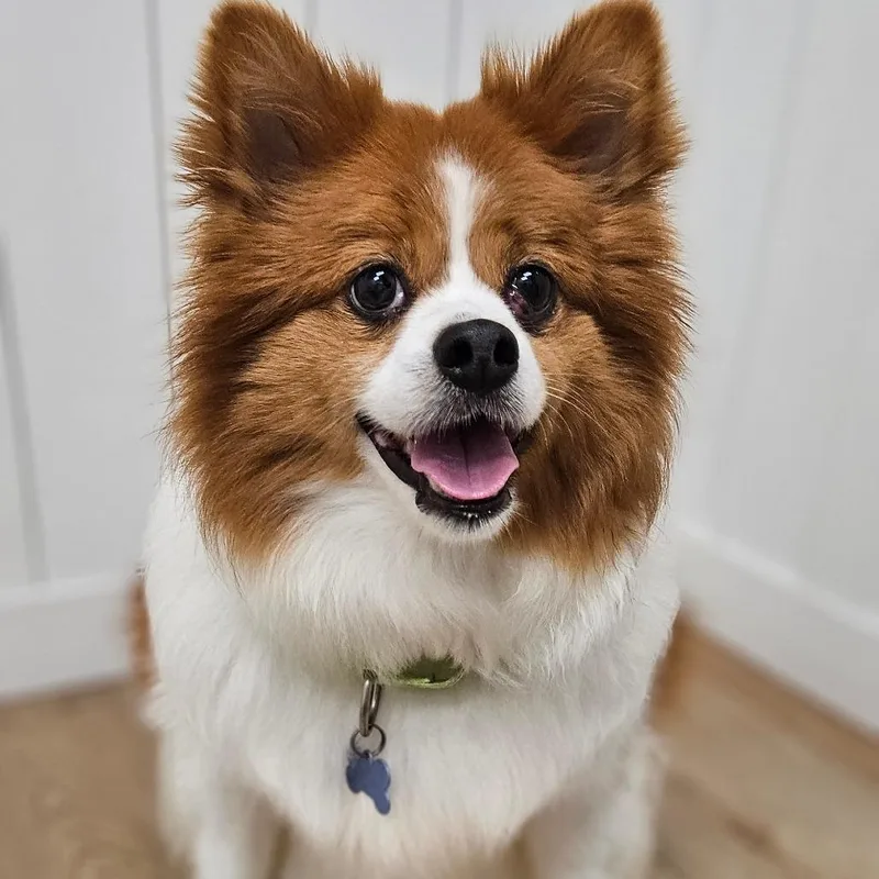 A senior medium-sized male Red / Chestnut / Orange Chihuahua dog named Asher for adoption in Chesapeake, VA