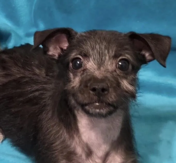 A baby small-sized male Black Chihuahua dog named Babe Buzz for adoption in Washington, DC