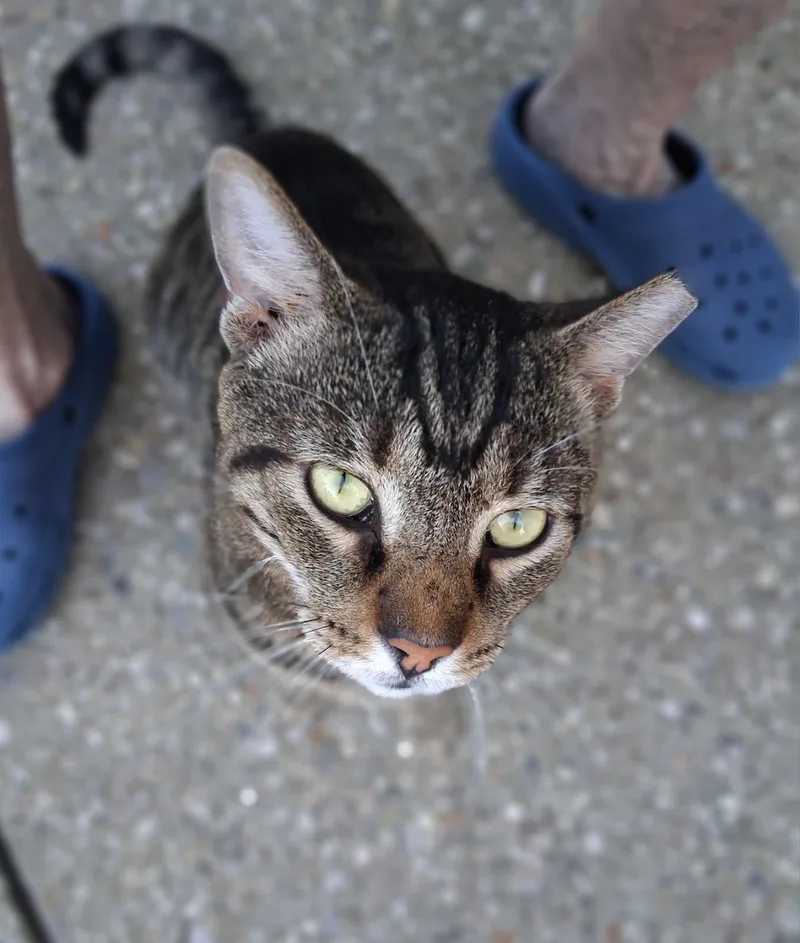 A young medium-sized male Tabby (Gray / Blue / Silver) Domestic Short Hair cat named Tigger for adoption in Louisville, KY