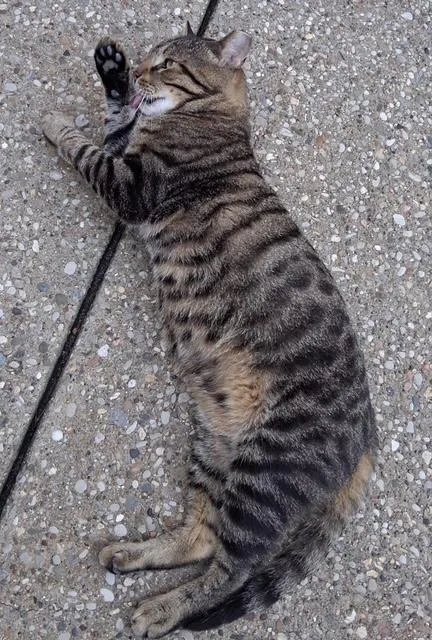 Tigger thumbnail 2