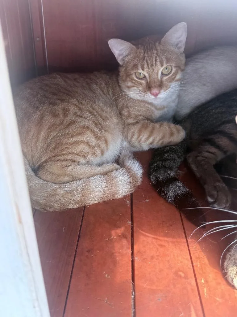 A young medium-sized male Domestic Short Hair cat named Scotty for adoption in Waverly, TN