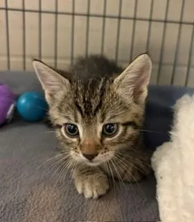 A baby medium-sized male Domestic Short Hair cat named Xander for adoption in Mason City, IA