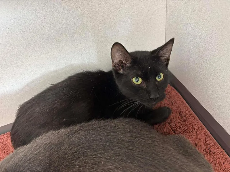 A baby small-sized male Domestic Short Hair cat named Simon Basset for adoption in Van Wert, OH