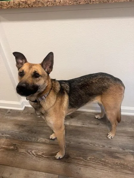 Nova