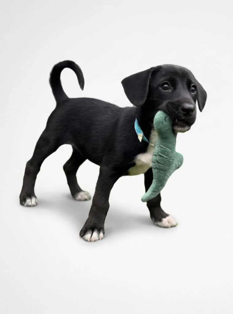 A baby medium-sized female Shepherd dog named Daisy for adoption in Hudson, NY