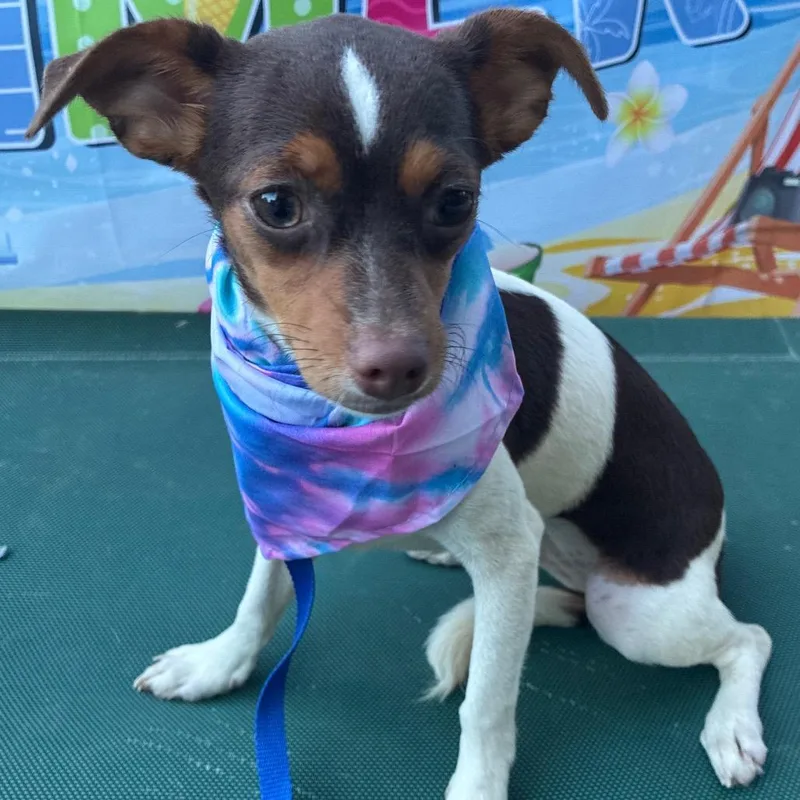 A baby small-sized male Black Chihuahua dog named Bandit for adoption in Aledo, TX