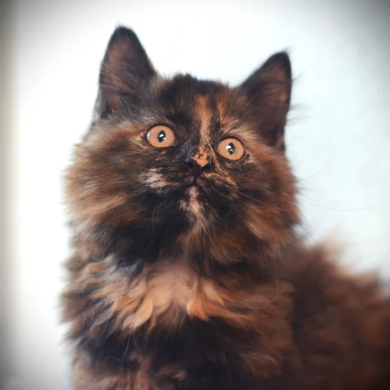 A baby medium-sized female Tortoiseshell Domestic Medium Hair cat named Godiva for adoption in Amsterdam, NY