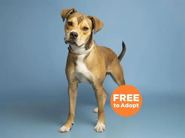 A young medium-sized male Boxer dog named Donut for adoption in Phoenix, AZ