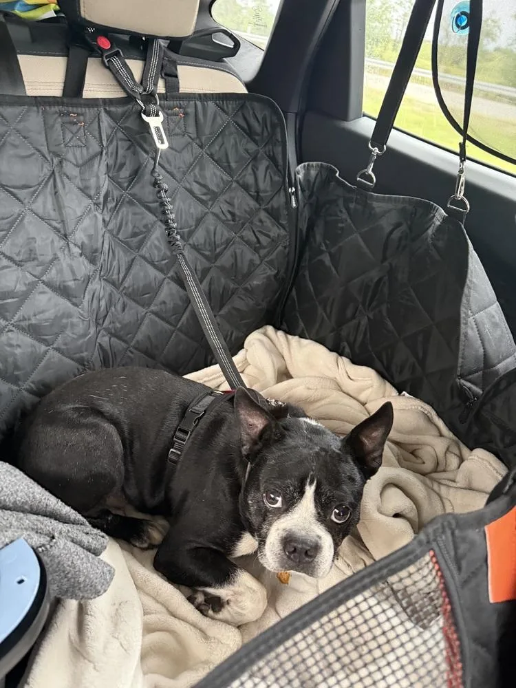 A senior small-sized male Boston Terrier dog named Bernie Tharp KY for adoption in Maryville, TN