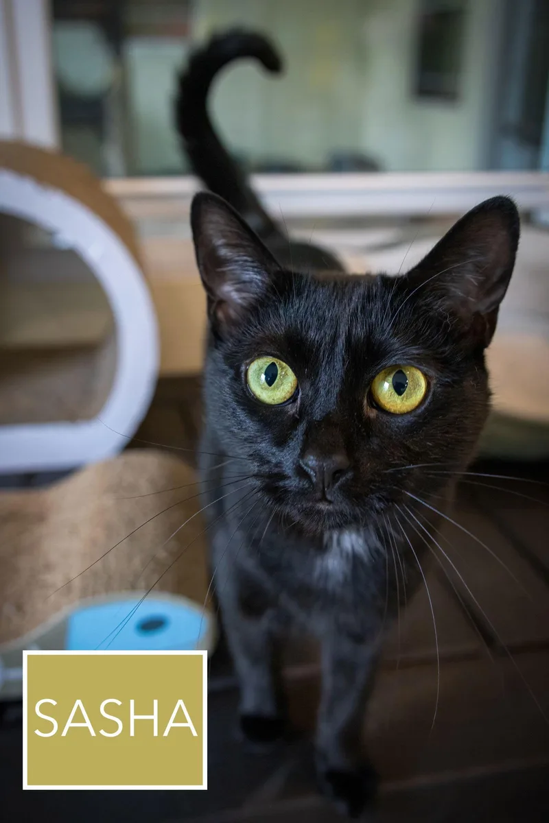 Sasha thumbnail 3