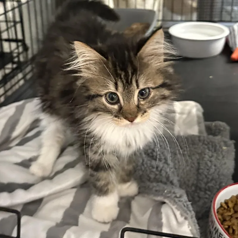 A baby small-sized female Brown / Chocolate Domestic Long Hair cat named Leela for adoption in Wappingers Falls, NY