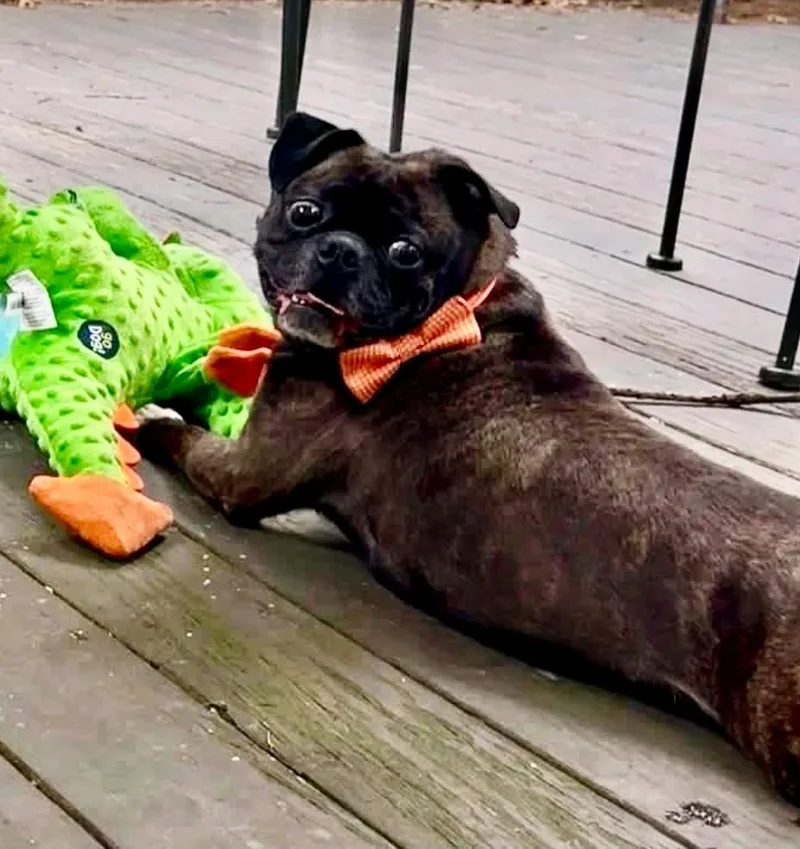 A young small-sized male Pug dog named Blitz for adoption in Torrington, CT