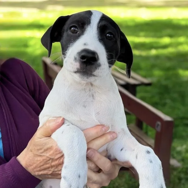 A baby medium-sized female Border Collie dog named Monet Pup  Dali for adoption in San Diego, CA