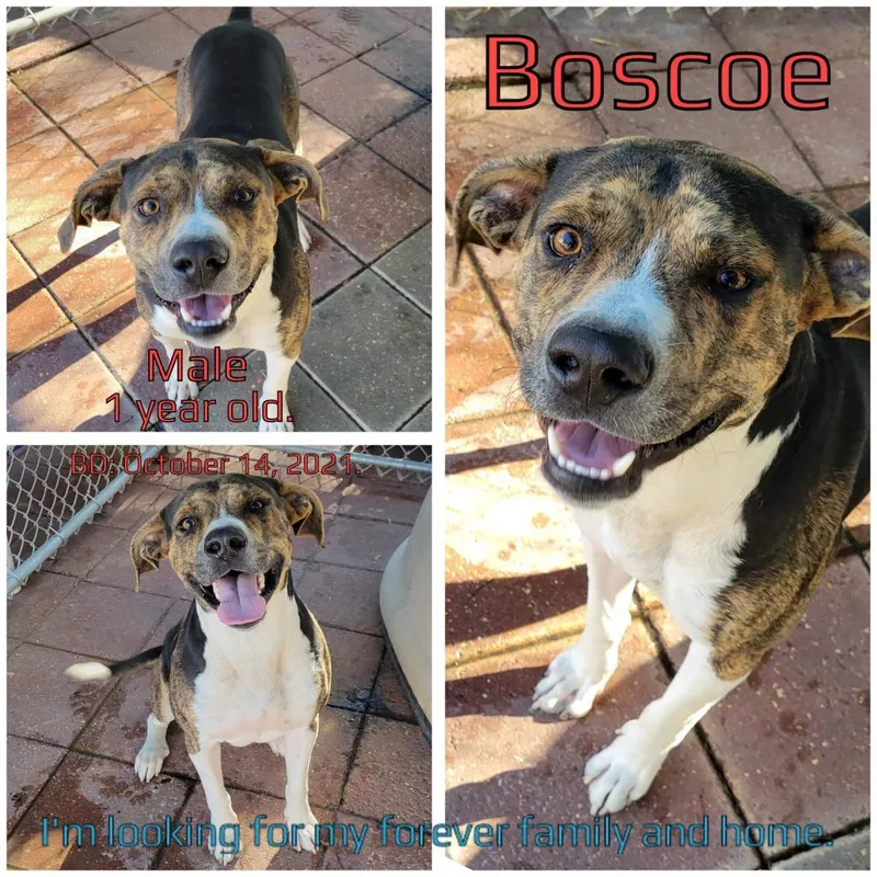 Boscoe thumbnail 2