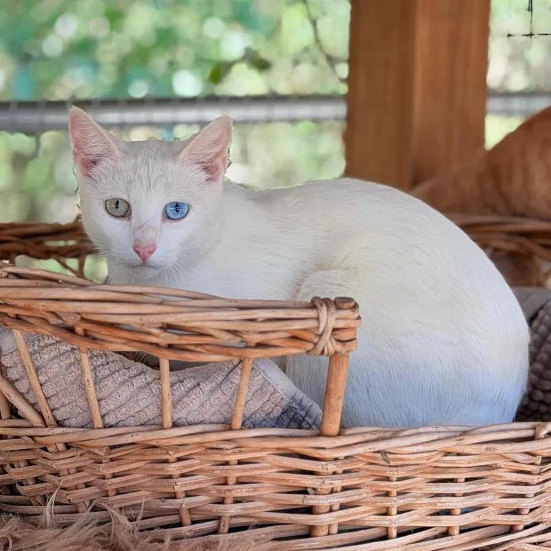 An adult medium-sized female White Domestic Short Hair cat named Jazzy for adoption in Birmingham, AL