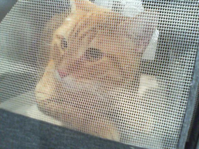 An adult medium-sized male Domestic Short Hair cat named Simba for adoption in Charlotte, NC
