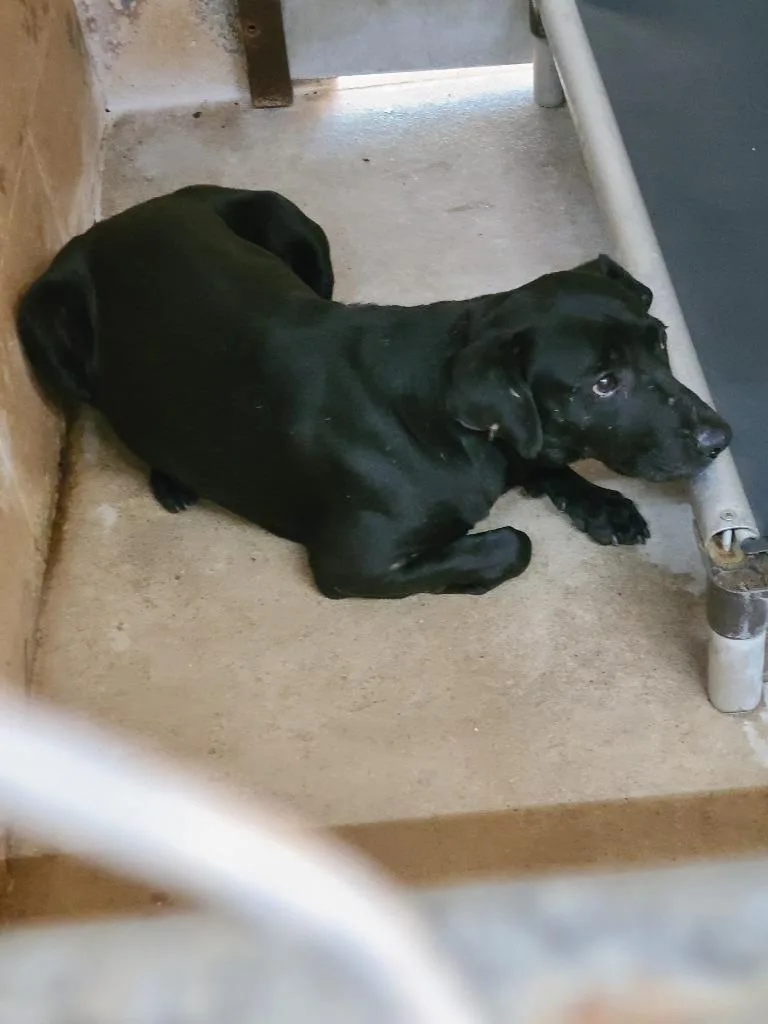 A young medium-sized male Labrador Retriever dog named Flop for adoption in Swainsboro, GA