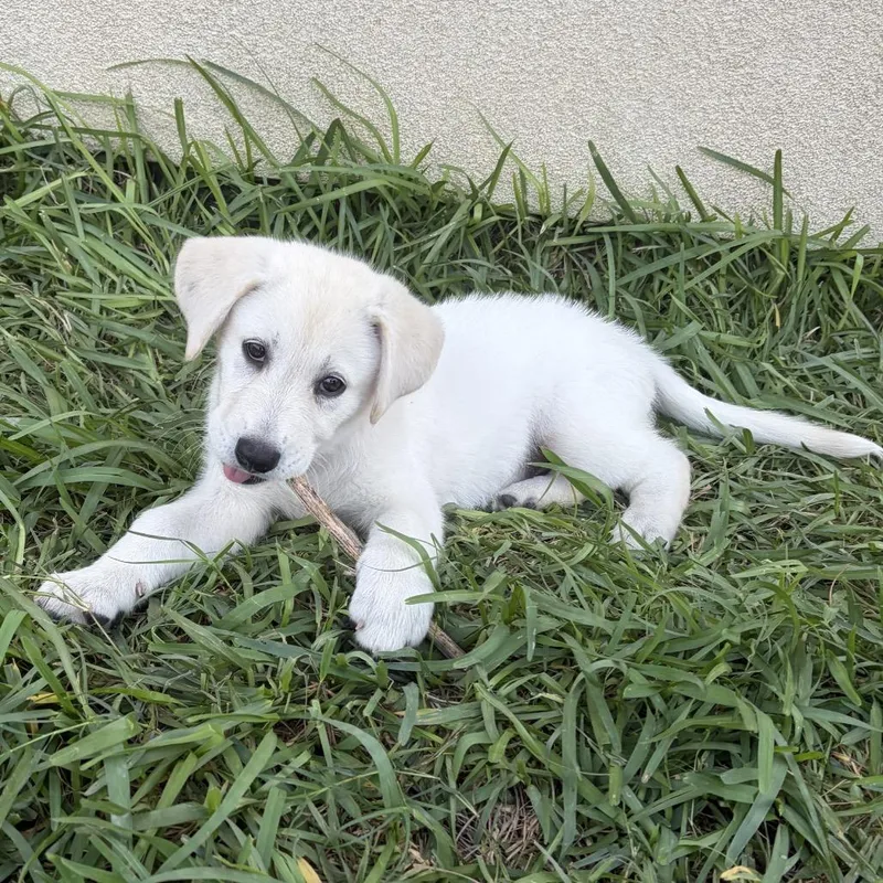 A baby large-sized female Border Collie dog named Florence for adoption in Brownsville, TX