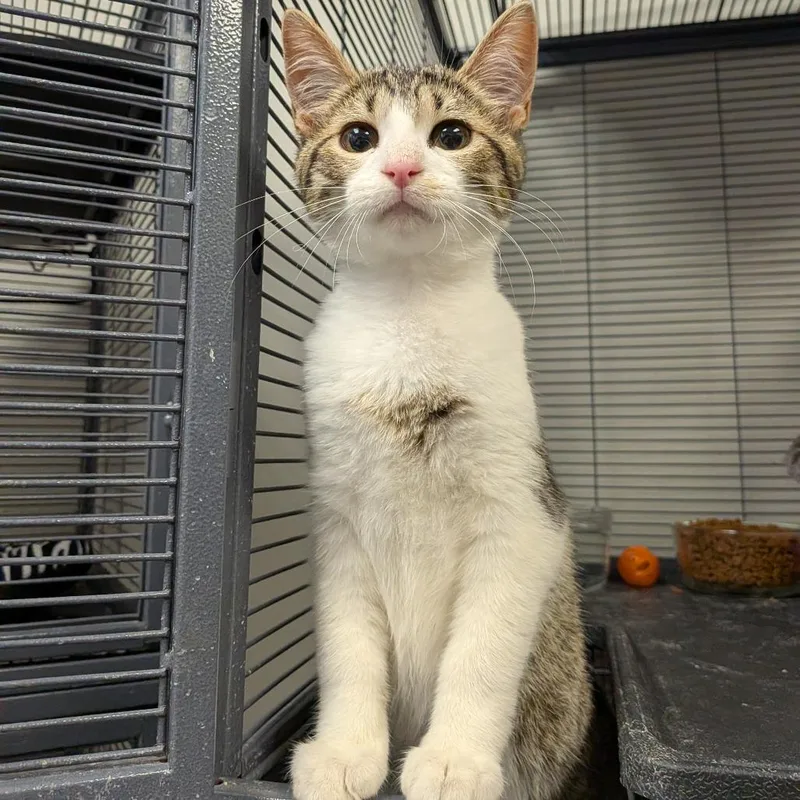 A baby medium-sized male Brown / Chocolate Domestic Short Hair cat named Macho Nacho for adoption in Hannibal, MO