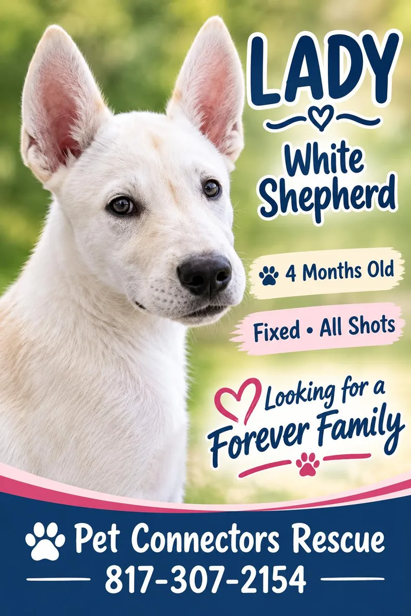 A baby medium-sized female German Shepherd Dog dog named Ms.Penelope for adoption in Haslet, TX