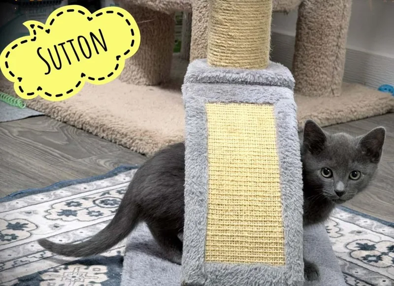 A baby small-sized male Domestic Short Hair cat named Sutton for adoption in Rutherfordton, NC