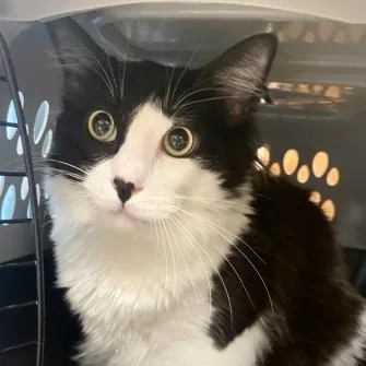 A young large-sized male Domestic Short Hair cat named Oreo for adoption in Burlington, WA