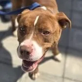 A young large-sized male Brown / Chocolate Mixed Breed dog named Balto for adoption in Fernandina Beach, FL