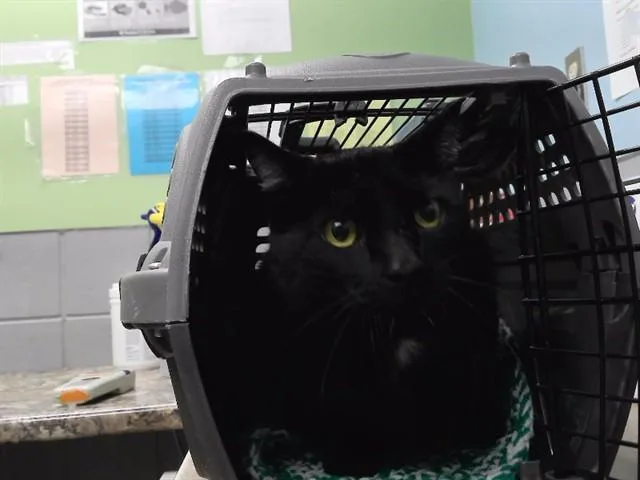 An adult medium-sized male Domestic Short Hair cat named Smoke for adoption in Omaha, NE