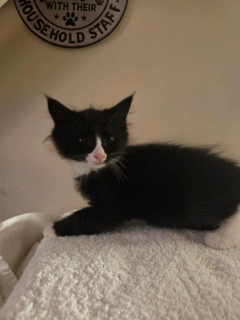 A baby medium-sized female Domestic Medium Hair cat named Hail for adoption in Parkville, MD