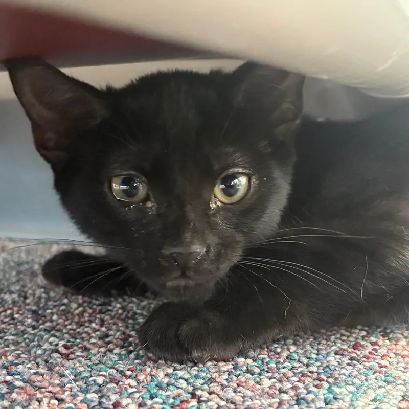 A baby small-sized female Black Domestic Short Hair cat named Sadie for adoption in Hamburg, NY