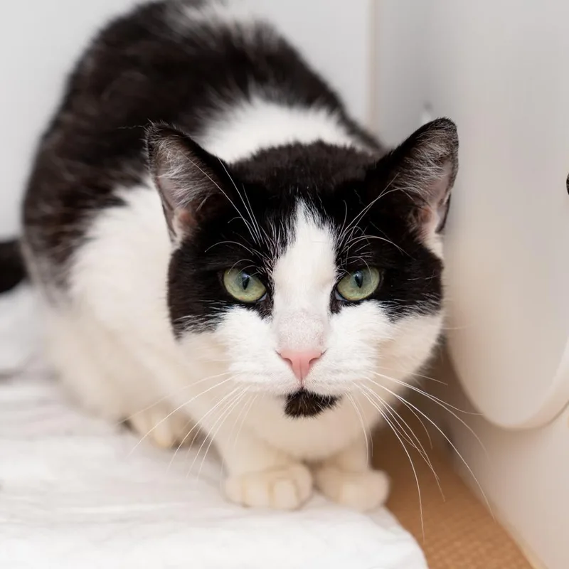 A senior medium-sized male Black Domestic Short Hair cat named Aidan for adoption in New York, NY