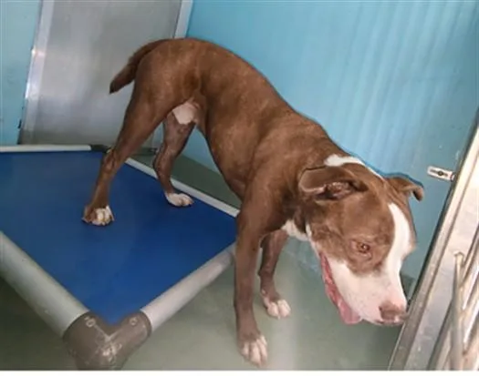 An adult medium-sized male Pit Bull Terrier dog named Laffa for adoption in Baldwin Park, CA