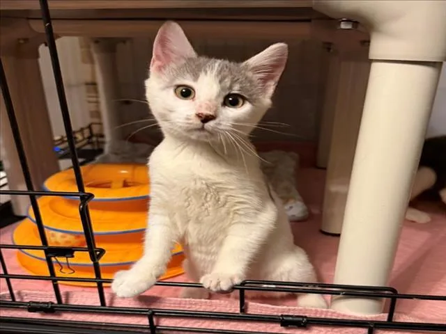 A baby small-sized female Domestic Short Hair cat named Jessie for adoption in Woodland, CA
