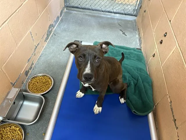 A young medium-sized female Pit Bull Terrier dog named Fizz for adoption in Fairfield, CA