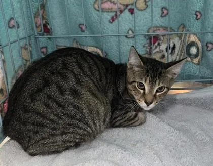 A baby small-sized male Domestic Short Hair cat named Silas for adoption in Gainesville, FL