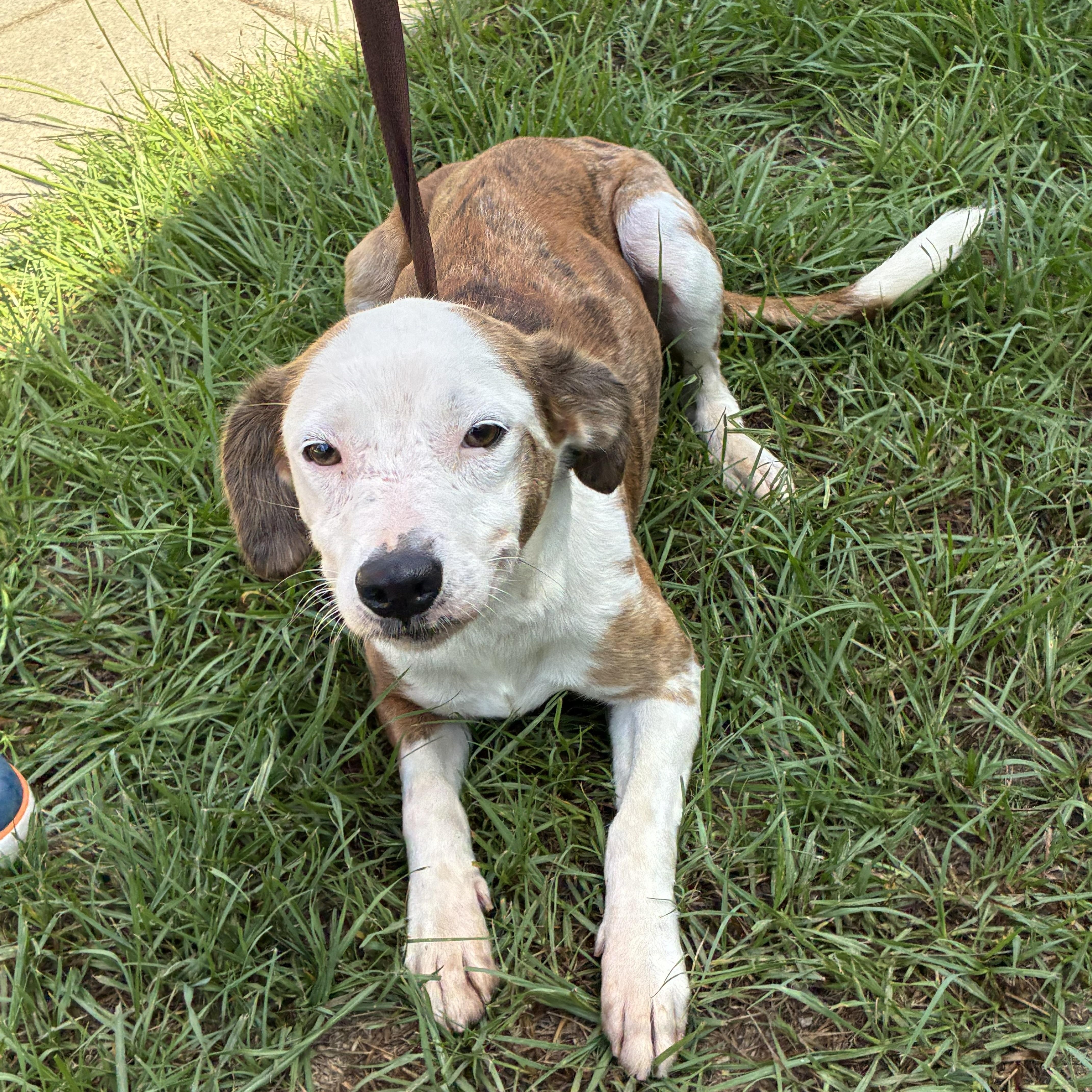 An adult medium-sized female Terrier dog named Carrie for adoption