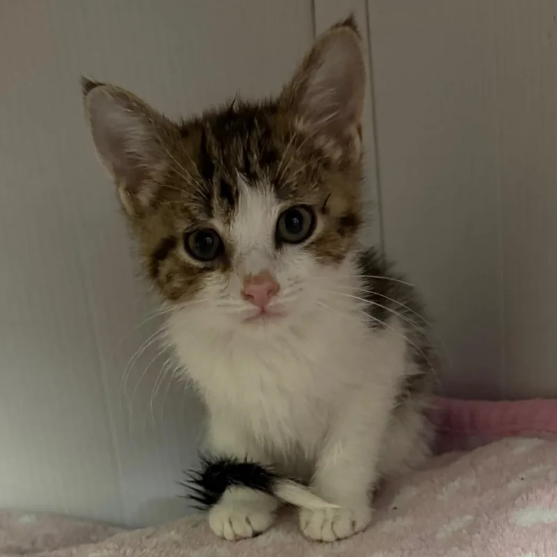 A baby small-sized male White Domestic Short Hair cat named Ravioli for adoption in Bismarck, ND
