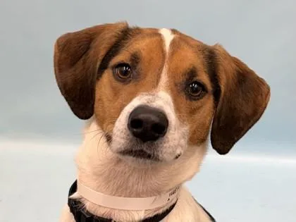 An adult large-sized male Coonhound dog named Hami for adoption in Golden Valley, MN