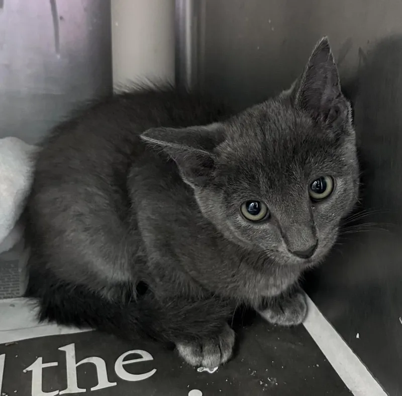 A baby medium-sized female Domestic Short Hair cat named Green Goddess for adoption in Cincinnati, OH