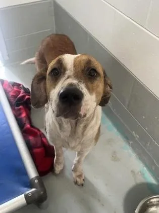 A young large-sized female Hound dog named Chica for adoption in Daytona Beach, FL